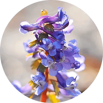 Corydalis