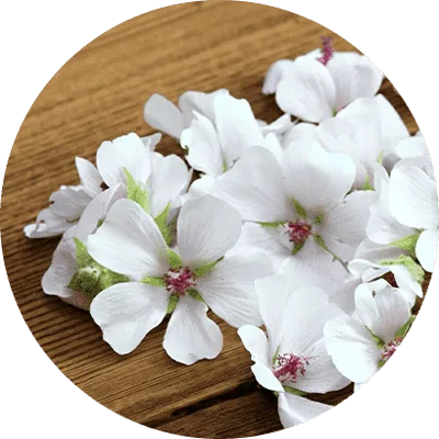 Marshmallow Root