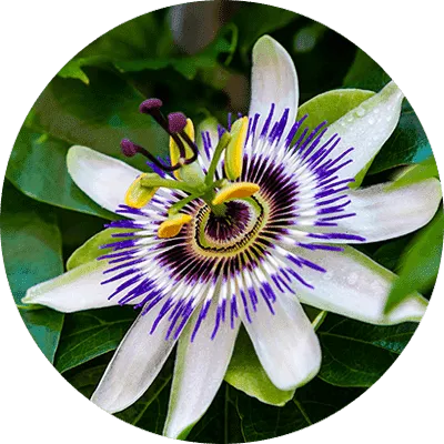 Passion Flower