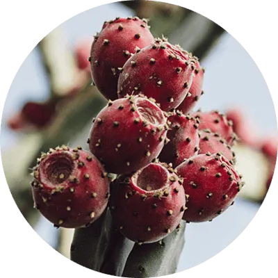 Prickly Pear